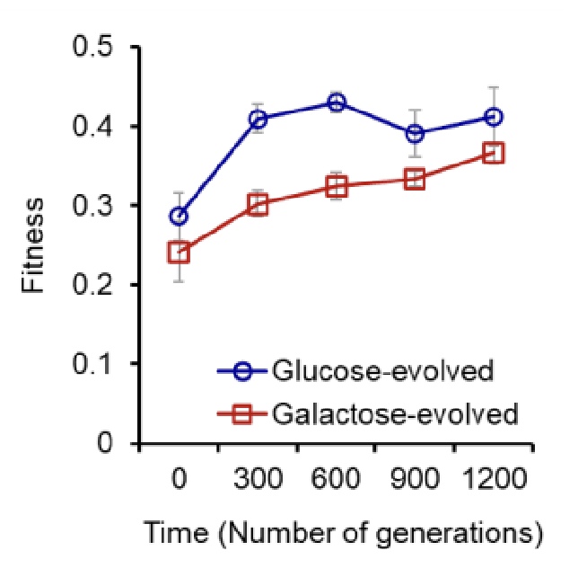 Publication image for Opposing Copy Number Variation Dynamics Shape Adaptation to Glucose and Galactose in Diploid Yeast