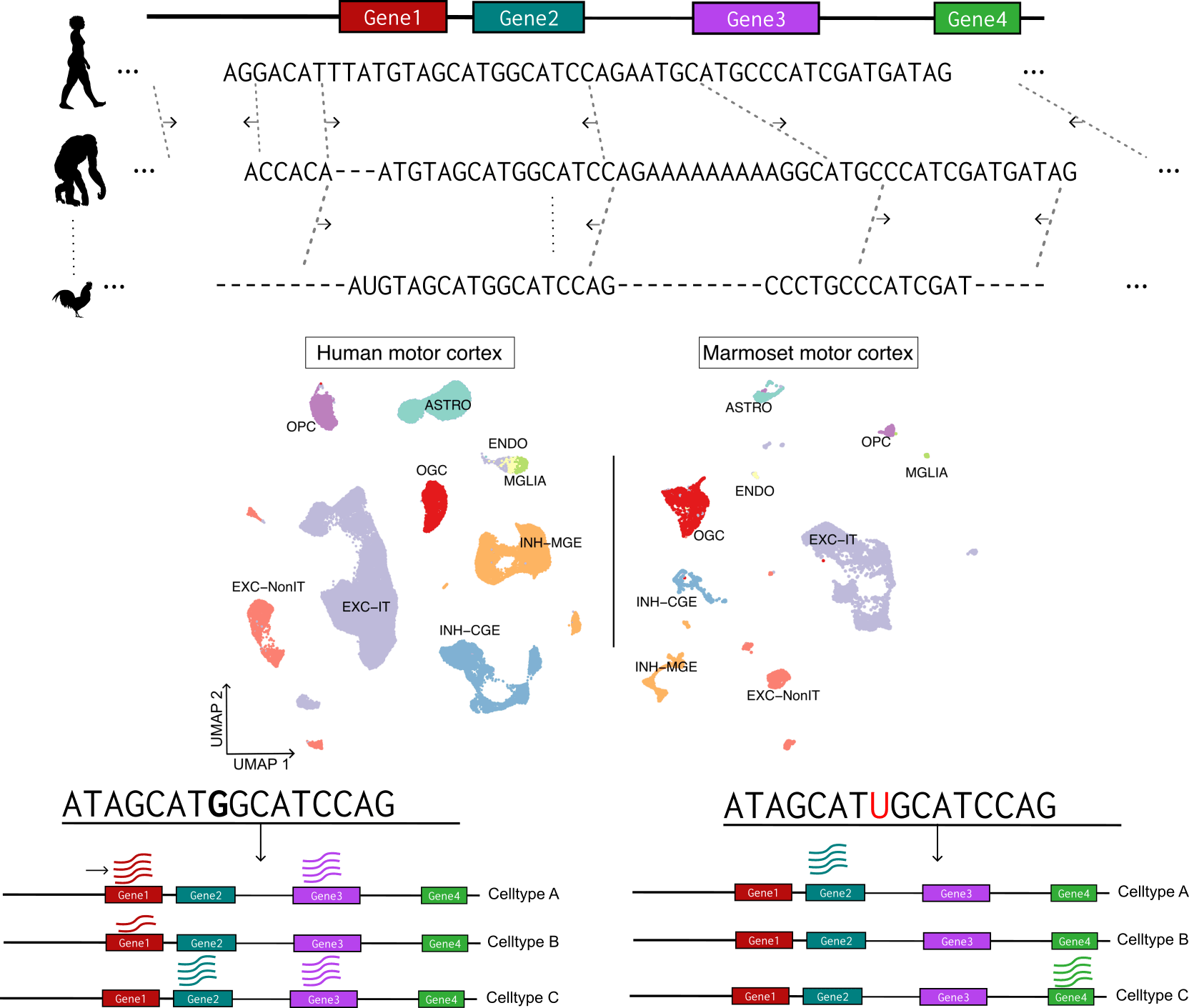 Cross-species analysis